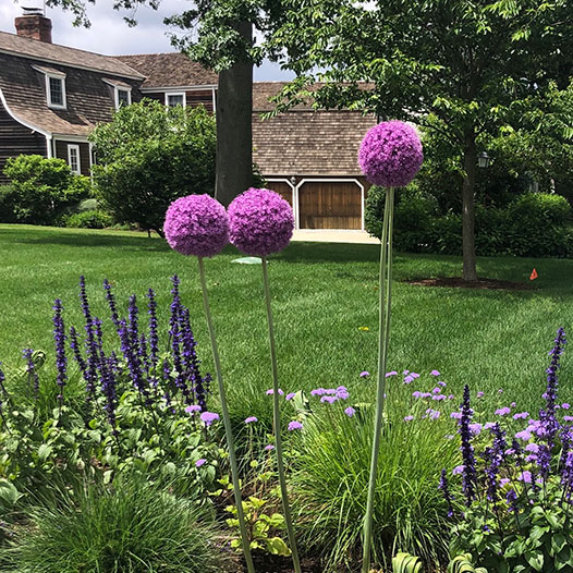 purple-flowers